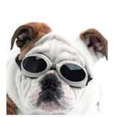 Óculos para Cães com Proteção Solar DOG GOOGLES Azul– Lançamento!